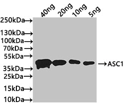 Western Blot
Positive WB detected in: recombinant protein
All lanes: ASC1 Antibody at 1:1000
Secondary
Goat polyclonal to rabbit IgG at 1/50000 dilution
Predicted band size: 42 kDa
Observed band size: 42 kDa