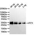 Western Blot
Positive WB detected in: recombinant protein
All lanes:FET3 Antibody at 1:1000
Secondary
Goat polyclonal to rabbit IgG at 1/20000 dilution
Predicted band size: 27.6 kDa
Observed band size: 35、34 kDa