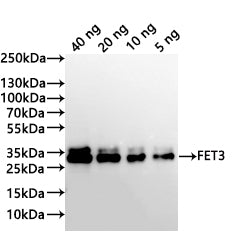 Western Blot
Positive WB detected in: recombinant protein
All lanes:FET3 Antibody at 1:1000
Secondary
Goat polyclonal to rabbit IgG at 1/20000 dilution
Predicted band size: 27.6 kDa
Observed band size: 35、34 kDa