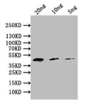 Western Blot
Positive WB detected in: recombinant protein
All lanes: PMI Antibody at 1:1000
Secondary
Goat polyclonal to rabbit IgG at 1/50000 dilution
Predicted band size: 39 kDa
Observed band size: 39 kDa