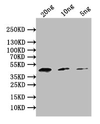 Western Blot
Positive WB detected in: recombinant protein
All lanes: PMI Antibody at 1:1000
Secondary
Goat polyclonal to rabbit IgG at 1/50000 dilution
Predicted band size: 39 kDa
Observed band size: 39 kDa