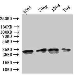 Western Blot
Positive WB detected in: recombinant protein
All lanes:ompA Antibody at 1:1000
Secondary
Goat polyclonal to rabbit IgG at 1/50000 dilution
Predicted band size: 24 kDa
Observed band size: 31 kDa