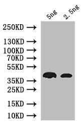 Western Blot
Positive WB detected in: recombinant protein
All lanes: nos Antibody at 1:1000
Secondary
Goat polyclonal to rabbit IgG at 1/50000 dilution
Predicted band size: 38 kDa
Observed band size: 38 kDa