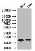 Western Blot
Positive WB detected in: recombinant protein
All lanes: csgA Antibody at 1:1000
Secondary
Goat polyclonal to rabbit IgG at 1/50000 dilution
Predicted band size: 17 kDa
Observed band size: 17 kDa