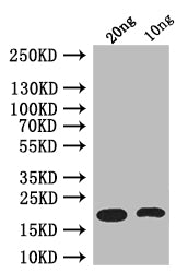 Western Blot
Positive WB detected in: recombinant protein
All lanes: csgA Antibody at 1:1000
Secondary
Goat polyclonal to rabbit IgG at 1/50000 dilution
Predicted band size: 17 kDa
Observed band size: 17 kDa