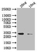 Western Blot
Positive WB detected in: recombinant protein
All lanes: Abrin-c Antibody at 1:1000
Secondary
Goat polyclonal to rabbit IgG at 1/50000 dilution
Predicted band size: 34 kDa
Observed band size: 34 kDa