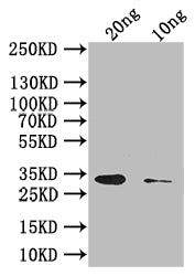 Western Blot
Positive WB detected in: recombinant protein
All lanes: Abrin-c Antibody at 1:1000
Secondary
Goat polyclonal to rabbit IgG at 1/50000 dilution
Predicted band size: 34 kDa
Observed band size: 34 kDa