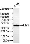 Western Blot
Positive WB detected in: recombinant protein
All lanes:PSY1 Antibody at 1:1000
Secondary
Goat polyclonal to rabbit IgG at 1/20000 dilution
Predicted band size: 38.1 kDa
Observed band size: 39 kDa