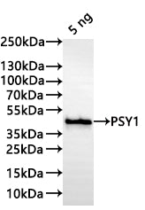Western Blot
Positive WB detected in: recombinant protein
All lanes:PSY1 Antibody at 1:1000
Secondary
Goat polyclonal to rabbit IgG at 1/20000 dilution
Predicted band size: 38.1 kDa
Observed band size: 39 kDa