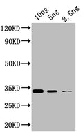 Western Blot
Positive WB detected in: recombinant protein
All lanes: KNAT5 Antibody at 1:1000
Secondary
Goat polyclonal to rabbit IgG at 1/50000 dilution
Predicted band size: 33 kDa
Observed band size: 33 kDa