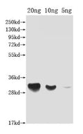 Western Blot
Positive WB detected in Recombinant protein
All lanes: DFRA antibody at 1:2000
Secondary
Goat polyclonal to rabbit IgG at 1/50000 dilution
Predicted band size: 33 kDa
Observed band size: 33 kDa