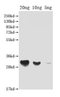 Western Blot
Positive WB detected in Recombinant protein
All lanes: DFRA antibody at 1:2000
Secondary
Goat polyclonal to rabbit IgG at 1/50000 dilution
Predicted band size: 33 kDa
Observed band size: 33 kDa