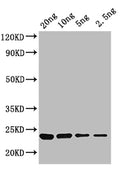Western Blot
Positive WB detected in: recombinant protein
All lanes: KNAT3 Antibody at 1:1000
Secondary
Goat polyclonal to rabbit IgG at 1/50000 dilution
Predicted band size: 23 kDa
Observed band size: 23 kDa