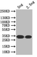 Western Blot
Positive WB detected in: recombinant protein
All lanes: SEC16 Antibody at 1:1000
Secondary
Goat polyclonal to rabbit IgG at 1/50000 dilution
Predicted band size: 34 kDa
Observed band size: 34 kDa