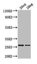 Western Blot
Positive WB detected in: recombinant protein
All lanes: ASE1 Antibody at 1:1000
Secondary
Goat polyclonal to rabbit IgG at 1/50000 dilution
Predicted band size: 27 kDa
Observed band size: 27 kDa