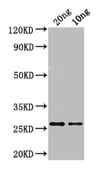 Western Blot
Positive WB detected in: recombinant protein
All lanes: ASE1 Antibody at 1:1000
Secondary
Goat polyclonal to rabbit IgG at 1/50000 dilution
Predicted band size: 27 kDa
Observed band size: 27 kDa