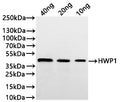 Western Blot
Positive WB detected in: recombinant protein
All lanes:SAP2 Antibody at 1:1000
Secondary
Goat polyclonal to rabbit IgG at 1/20000 dilution
Predicted band size: 42.5 kDa
Observed band size: 43 kDa