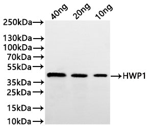 Western Blot
Positive WB detected in: recombinant protein
All lanes:SAP2 Antibody at 1:1000
Secondary
Goat polyclonal to rabbit IgG at 1/20000 dilution
Predicted band size: 42.5 kDa
Observed band size: 43 kDa