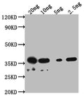 Western Blot
Positive WB detected in Recombinant protein
All lanes: DERP2 antibody at 1:2000
Secondary
Goat polyclonal to rabbit IgG at 1/50000 dilution
Predicted band size: 30.1 kDa
Observed band size: 38 kDa