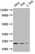 Western Blot
Positive WB detected in: recombinant protein
All lanes: KNAT4 Antibody at 1:1000
Secondary
Goat polyclonal to rabbit IgG at 1/50000 dilution
Predicted band size: 21 kDa
Observed band size: 21 kDa
