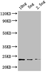 Western Blot
Positive WB detected in: recombinant protein
All lanes: KNAT4 Antibody at 1:1000
Secondary
Goat polyclonal to rabbit IgG at 1/50000 dilution
Predicted band size: 21 kDa
Observed band size: 21 kDa