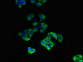Immunofluorescent analysis of PC-3 cells using CSB-PA344617LA01HU at dilution of 1:100 and Alexa Fluor 488-congugated AffiniPure Goat Anti-Rabbit IgG(H+L)