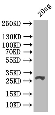 Western Blot
Positive WB detected in: recombinant protein
All lanes: csgD Antibody at 1:1000
Secondary
Goat polyclonal to rabbit IgG at 1/50000 dilution
Predicted band size: 29 kDa
Observed band size: 29 kDa