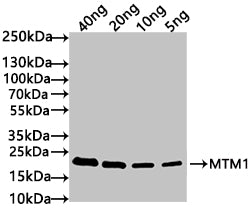 Western Blot
Positive WB detected in: recombinant protein
All lanes: MTM1 Antibody at 1:1000
Secondary
Goat polyclonal to rabbit IgG at 1/50000 dilution
Predicted band size: 21 kDa
Observed band size: 21 kDa