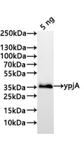 Western Blot
Positive WB detected in: recombinant protein
All lanes:ypjA Antibody at 1:1000
Secondary
Goat polyclonal to rabbit IgG at 1/20000 dilution
Predicted band size: 35.7 kDa
Observed band size: 35 kDa