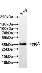 Western Blot
Positive WB detected in: recombinant protein
All lanes:ypjA Antibody at 1:1000
Secondary
Goat polyclonal to rabbit IgG at 1/20000 dilution
Predicted band size: 35.7 kDa
Observed band size: 35 kDa