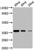 Western BlotPositive WB detected in Recombinant proteinAll lanes: Copper-metallothionein antibody at 1:2000SecondaryGoat polyclonal to rabbit IgG at 1/50000 dilutionPredicted band size: 35 KDaObserved band size: 35 KDa