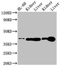 Western Blot
Positive WB detected in: HL60 whole cell lysate, Rat kidney tissue, Rat liver tissue, Mouse kideny tissue, Mouse liver tissue
All lanes: ADK antibody at 3ug/ml
Secondary
Goat polyclonal to rabbit IgG at 1/50000 dilution
Predicted band size: 41, 39, 35, 37 kDa
Observed band size: 41 kDa