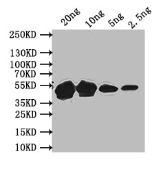 Western Blot
Positive WB detected in: recombinant protein
All lanes: MPS1 Antibody at 1:1000
Secondary
Goat polyclonal to rabbit IgG at 1/50000 dilution
Predicted band size: 47 kDa
Observed band size: 47 kDa