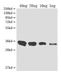 Western Blot
Positive WB detected in Recombinant protein
All lanes: Metallo-beta-lactamase type 2 antibody at 1:2000
Secondary
Goat polyclonal to rabbit IgG at 1/50000 dilution
Predicted band size: 32.3 kDa
Observed band size: 33 kDa