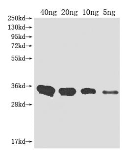 Western Blot
Positive WB detected in Recombinant protein
All lanes: Metallo-beta-lactamase type 2 antibody at 1:2000
Secondary
Goat polyclonal to rabbit IgG at 1/50000 dilution
Predicted band size: 32.3 kDa
Observed band size: 33 kDa