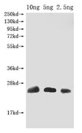 Western Blot
Positive WB detected in Recombinant protein
All lanes: Omega-hexatoxin-Hv1a antibody at 1:2000
Secondary
Goat polyclonal to rabbit IgG at 1/50000 dilution
Predicted band size: 25 kDa
Observed band size: 25 kDa