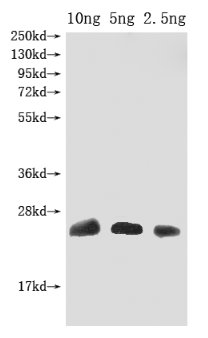 Western Blot
Positive WB detected in Recombinant protein
All lanes: Omega-hexatoxin-Hv1a antibody at 1:2000
Secondary
Goat polyclonal to rabbit IgG at 1/50000 dilution
Predicted band size: 25 kDa
Observed band size: 25 kDa