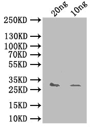 Western Blot
Positive WB detected in: recombinant protein
All lanes: yhaK Antibody at 1:1000
Secondary
Goat polyclonal to rabbit IgG at 1/50000 dilution
Predicted band size: 31 kDa
Observed band size: 31 kDa