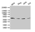 Western Blot
Positive WB detected in: recombinant protein
All lanes:Alpha-bungarotoxin Antibody at 1:1000
Secondary
Goat polyclonal to rabbit IgG at 1/50000 dilution
Predicted band size: 43 kDa
Observed band size: 43 kDa