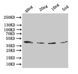 Western Blot
Positive WB detected in: recombinant protein
All lanes:Alpha-bungarotoxin Antibody at 1:1000
Secondary
Goat polyclonal to rabbit IgG at 1/50000 dilution
Predicted band size: 43 kDa
Observed band size: 43 kDa