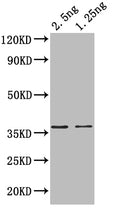 Western Blot
Positive WB detected in: recombinant protein
All lanes: hupB Antibody at 1:1000
Secondary
Goat polyclonal to rabbit IgG at 1/50000 dilution
Predicted band size: 35 kDa
Observed band size: 37 kDa