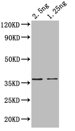 Western Blot
Positive WB detected in: recombinant protein
All lanes: hupB Antibody at 1:1000
Secondary
Goat polyclonal to rabbit IgG at 1/50000 dilution
Predicted band size: 35 kDa
Observed band size: 37 kDa
