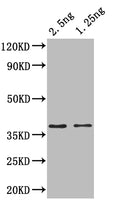 Western Blot
Positive WB detected in: recombinant protein
All lanes: ihfA Antibody at 1:1000
Secondary
Goat polyclonal to rabbit IgG at 1/50000 dilution
Predicted band size: 35 kDa
Observed band size: 37 kDa