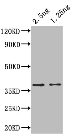 Western Blot
Positive WB detected in: recombinant protein
All lanes: ihfA Antibody at 1:1000
Secondary
Goat polyclonal to rabbit IgG at 1/50000 dilution
Predicted band size: 35 kDa
Observed band size: 37 kDa