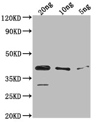 Western Blot
Positive WB detected in Recombinant protein
All lanes: ihfA antibody at 1:2000
Secondary
Goat polyclonal to rabbit IgG at 1/50000 dilution
Predicted band size: 38.1 kDa
Observed band size: 38 kDa