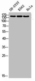 DROSHA Antibody – Figure 1 of 4