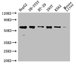 Western Blot
Positive WB detected in: HepG2 whole cell lysate,SH-SY5Y whole cell lysate,HT-29 whole cell lysate,293T whole cell lysate,K562 whole cell lysate,Mouse liver tissue 
All lanes: ERVFRD-1 antibody at 1:2000
Secondary
Goat polyclonal to rabbit IgG at 1/50000 dilution
Predicted band size: 60 kDa
Observed band size: 60 kDa