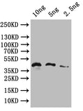 Western Blot
Positive WB detected in: recombinant protein
All lanes: HERVK_113 Antibody at 1:1000
Secondary
Goat polyclonal to rabbit IgG at 1/50000 dilution
Predicted band size: 43 kDa
Observed band size: 43 kDa