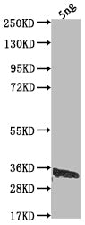 Western Blot
Positive WB detected in Recombinant protein
All lanes: US12 antibody at 1:2000
Secondary
Goat polyclonal to rabbit IgG at 1/50000 dilution
Predicted band size: 28 kDa
Observed band size: 34 kDa