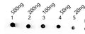 Dot blot analysis of peptides corresponding to the immunogen  was probed with  MELT antibody at a dilution of 1:1000.
Blocking/Dilution buffer: 4% nonfat dry milk(NFDM)/PBS.
Secondary antibody：Goat polyclonal to rabbit IgG at 1/40000 dilution
Exposure time: 2s.